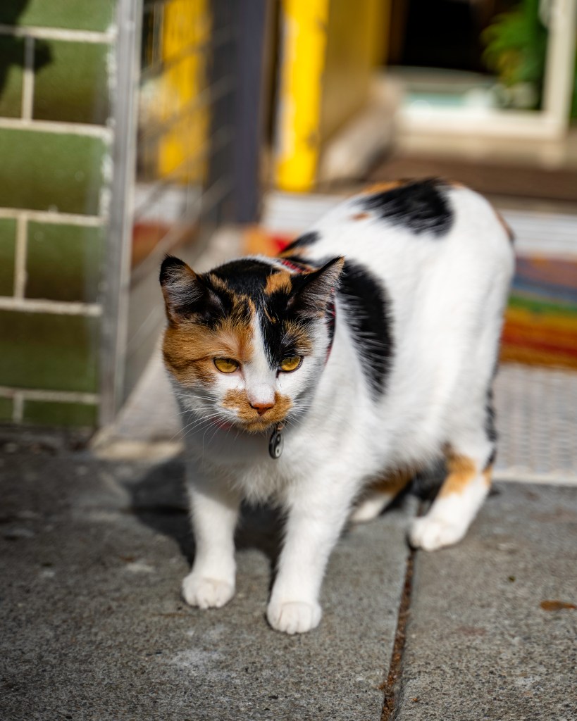 Calico shop cat, Sunday, staring saucily at customers from the shop entrance. Photo by Brian Ringo, 2023.