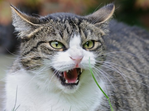 Angry looking cat with a white underbelly and dark fur on top. The cat's mouth is open in mid-hiss as it sits in a grassy area.