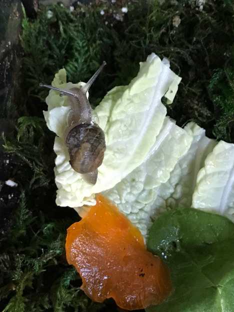 Photo of a small garden snail (helix aspersa) on top of a piece of napa cabbage inside a glass habitat with green moss. A small slice of persimmon is behind him.