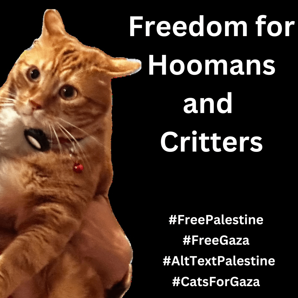 Graphic with a black background with a photo of Ernie, an orange cat who has a bewildered expression. Large text in white reads, FREEDOM FOR HOOMAS AND CRITTERS. Below are hashtags: #FreePalestine #FreeGaza #AltTextPalestine #CatsForGaza