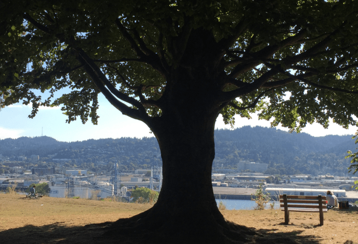 An image of an Oregon park looking over a river, with forested hills on the opposite side of the river and industrial buildings on both sides. In the very center of the image is a large, shadowed tree, with the tree’s limbs and leaves extending up and out to the top corners of the image and the roots and shadow of the tree curving to the bottom corners of the image.