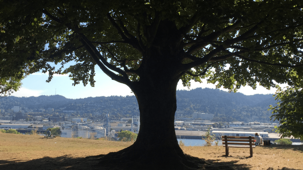 An image of an Oregon park looking over a river, with forested hills on the opposite side of the river and industrial buildings on both sides. In the very center of the image is a large, shadowed tree, with the tree’s limbs and leaves extending up and out to the top corners of the image and the roots and shadow of the tree curving to the bottom corners of the image.