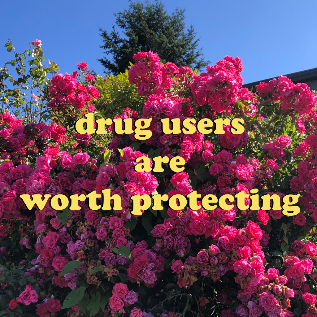 An image of a pink rose bush blooming against green leaves, a coniferous dark green tree, and a blue sky with the letters "drug users are worth protecting" in yellow in Cooper Black font with a slight black shadow. Artist credit: Jane Shi