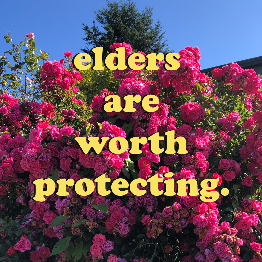 An image of a pink rose bush blooming against green leaves, a coniferous dark green tree, and a blue sky with the letters "elders are worth protecting" in yellow in Cooper Black font with a slight black shadow. Artist credit: Jane Shi