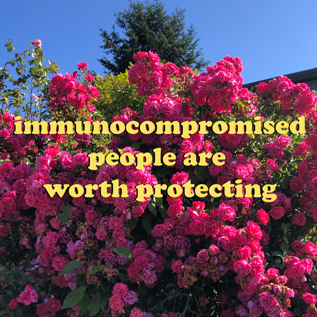 An image of a pink rose bush blooming against green leaves, a coniferous dark green tree, and a blue sky with the letters "immunocompromised people are worth protecting" in yellow in Cooper Black font with a slight black shadow. Artist credit: Jane Shi