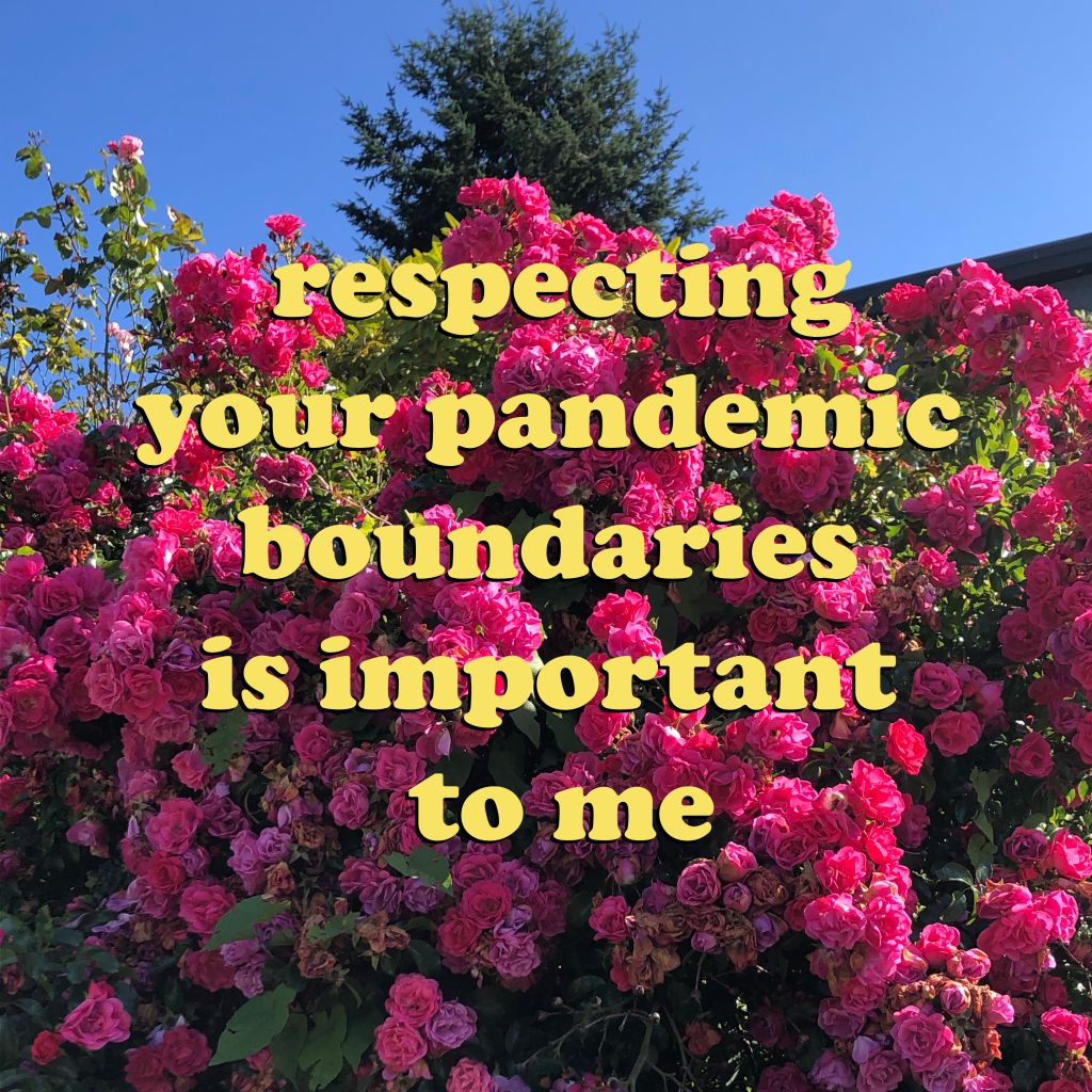 An image of a pink rose bush blooming against green leaves, a coniferous dark green tree, and a blue sky with the letters "respecting your pandemic boundaries is important to me" in yellow in Cooper Black font with a slight black shadow. Artist credit: Jane Shi